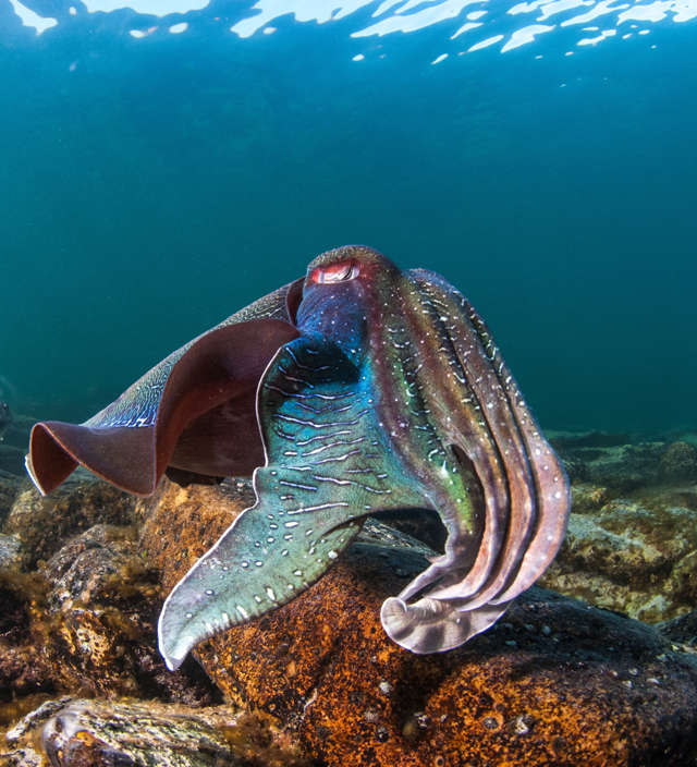 STAY WARM AND DRY AND STILL SEE THE CUTTLEFISH WITH CUTTYS TOURS