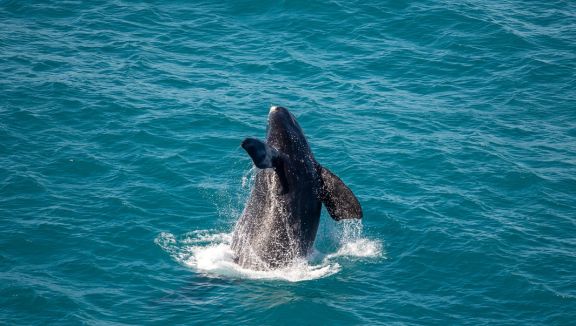 Whale at Head of Bight (South Australian Tourism Commission/Hayden Richards)