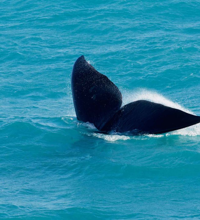 REASONS TO VISIT THE EYRE PENINSULA THIS WINTER