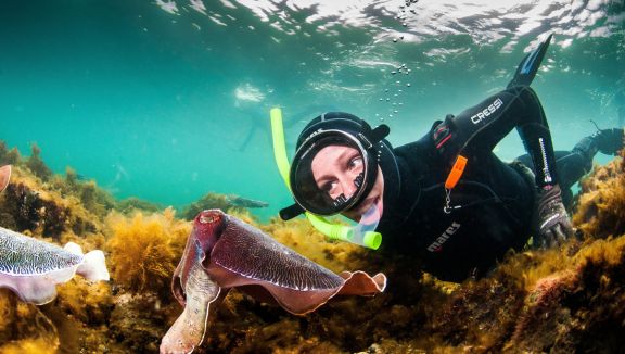 Diving with cuttlefish at Stony Point (Carl Charter)