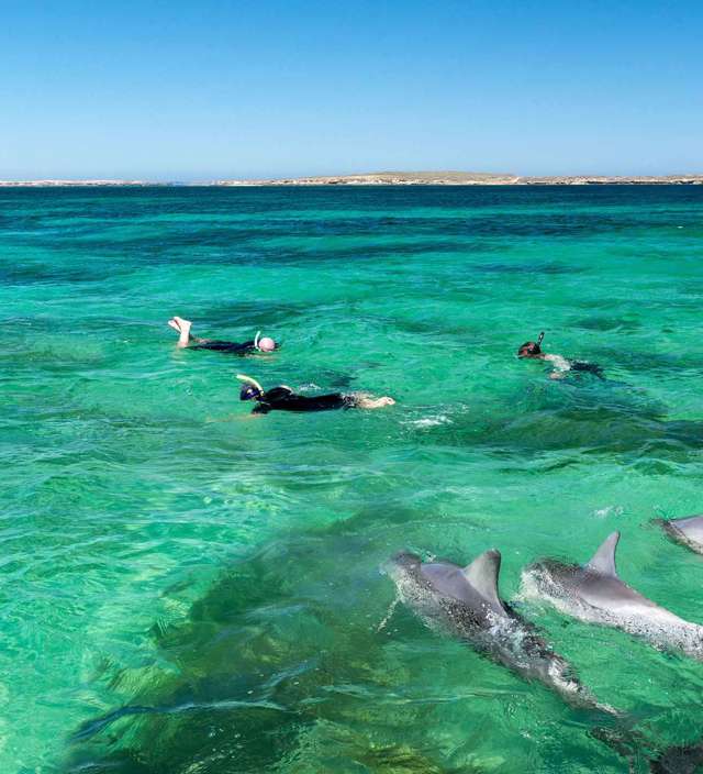SWIMMING WITH DOLPHINS? SIGN US UP!