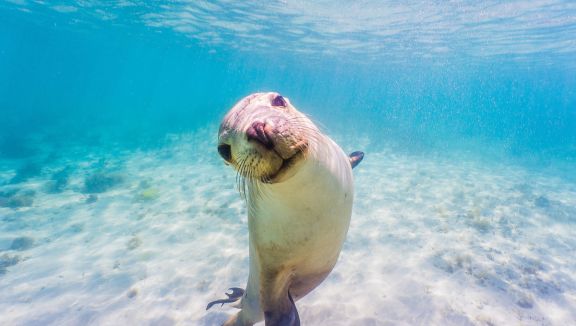 Sea Lion at Baird Bay (David Edgar)