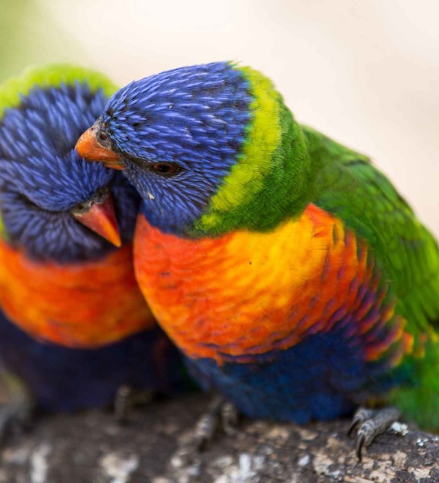 BIRDWATCHING ON THE EYRE PENINSULA
