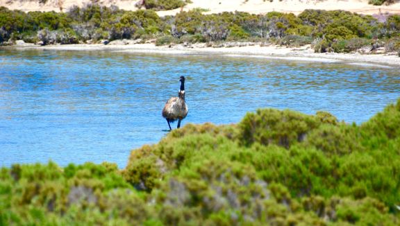 Emu near the coast (Australian Coastal Safaris)