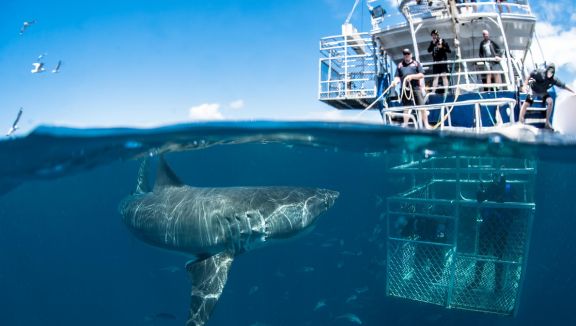 Shark cage diving (Rodney Fox Shark Expeditions)