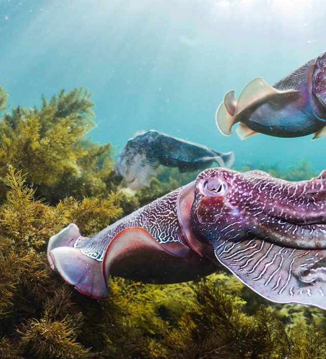 Encounter the Eyre Peninsula