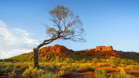 Wild Dog Hill (Ben Goode)