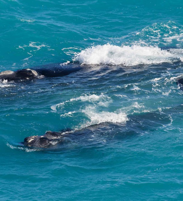 WHALE WATCHING AT THE MAJESTIC HEAD OF BIGHT