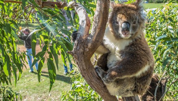Koala at Mikkira Station (Tourism Australia/Greg Snell)